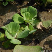 Pistia stratiotes L.